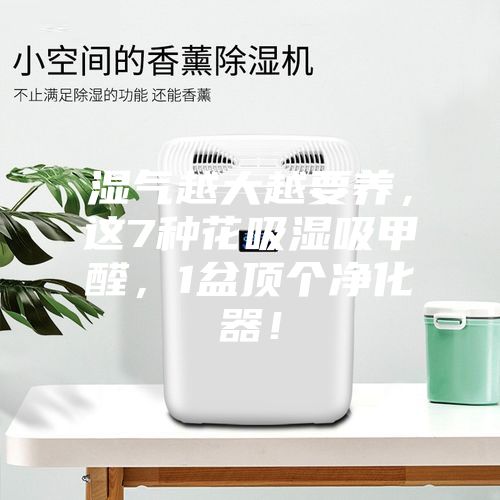 濕氣越大越要養(yǎng)，這7種花吸濕吸甲醛，1盆頂個(gè)凈化器！